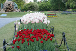 Albany Tulip Festival In Washington Park