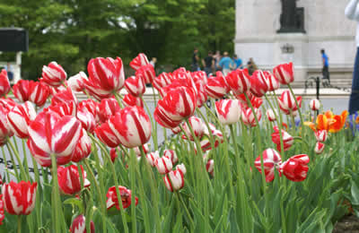 Albany Tulip Festival In Washington Park