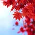 Fall Guide