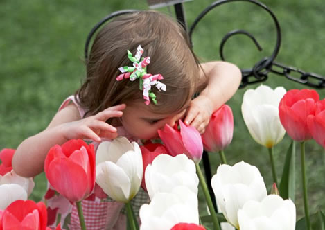 Matt Mill - Albany Tulip Festival