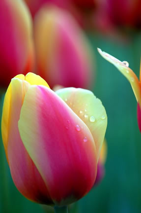 Brittany Anna Ryan - Albany Tulip Festival