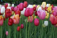 tulips