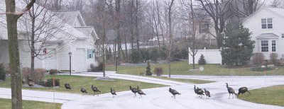 wildturkeyparade2.jpg