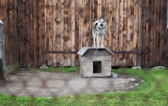 Dog standing on its dog house while chained in the yard.