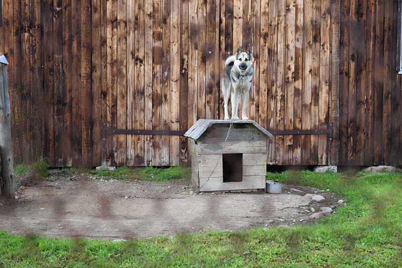 Dog standing on its dog house while chained in the yard.