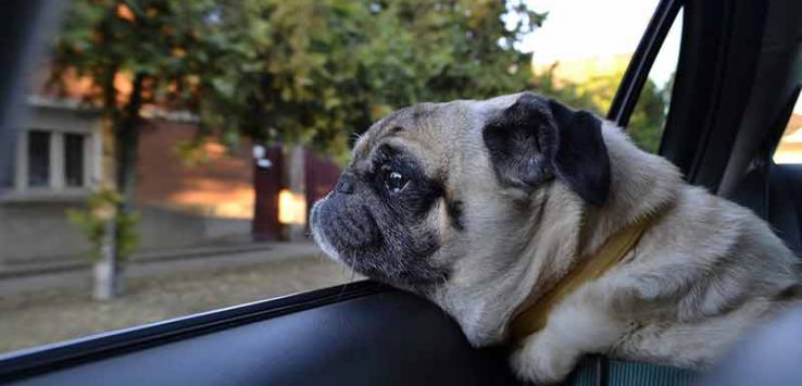 Pug looking out of a car window