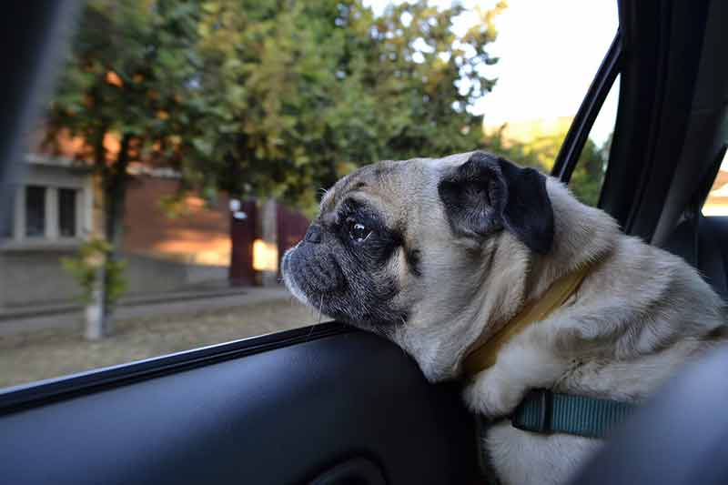Pug looking out of a car window