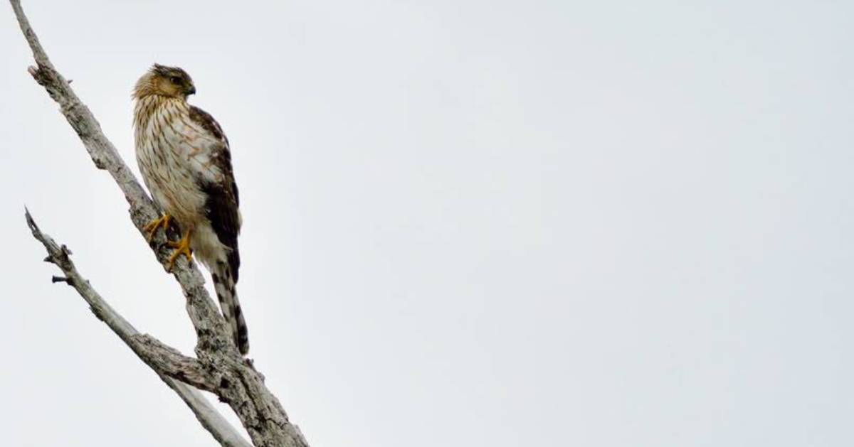 hawk on branch