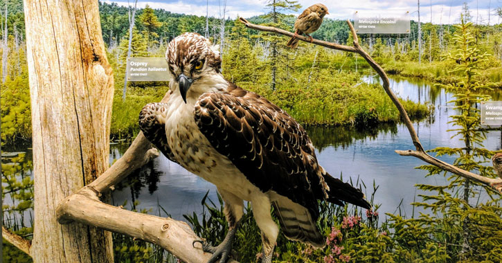 an osprey exhibit at the museum