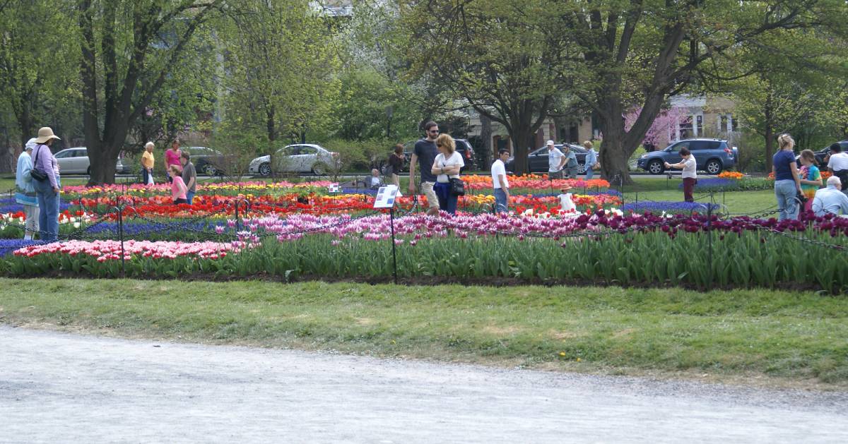 people looking at tulip beds in a park