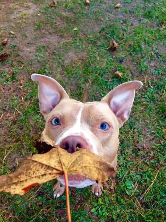 dog looking at a leaf