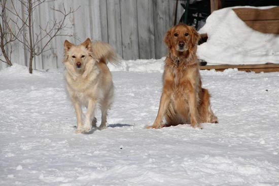 two dogs on snow