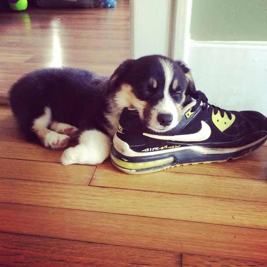 puppy with head on sneaker