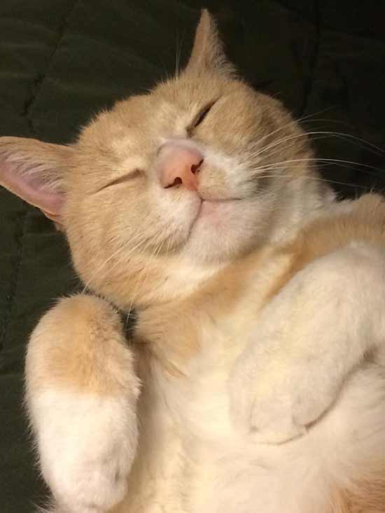 sleeping orange cat