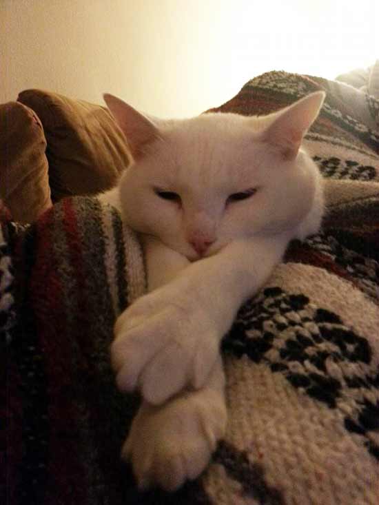 sleepy white cat